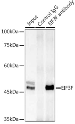 Invitrogen eIF3f Polyclonal Antibody 100 &mu;L; Unconjugated:Antibodies,