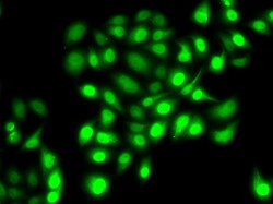 Invitrogen PRC1 Polyclonal Antibody 100 &mu;L; Unconjugated:Antibodies,