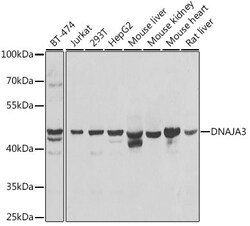 Invitrogen TID1 Polyclonal Antibody 100 &mu;L; Unconjugated:Antibodies,