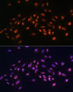 Invitrogen EFTUD2 Polyclonal Antibody 100 &mu;L; Unconjugated:Antibodies,