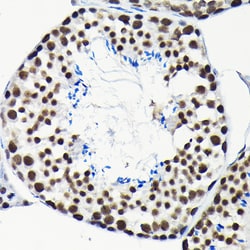 Invitrogen EFTUD2 Polyclonal Antibody 100 &mu;L; Unconjugated:Antibodies,
