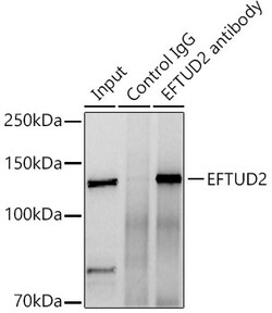 Invitrogen EFTUD2 Polyclonal Antibody 100 &mu;L; Unconjugated:Antibodies,