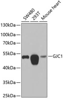 Invitrogen Connexin 45 Polyclonal Antibody 100 &mu;L; Unconjugated:Antibodies,
