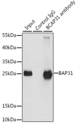 Invitrogen BAP31 Polyclonal Antibody 100 &mu;L; Unconjugated:Antibodies,