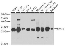 Invitrogen BAP31 Polyclonal Antibody 100 &mu;L; Unconjugated:Antibodies,