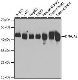 Invitrogen DNAJA2 Polyclonal Antibody 100 &mu;L; Unconjugated:Antibodies,
