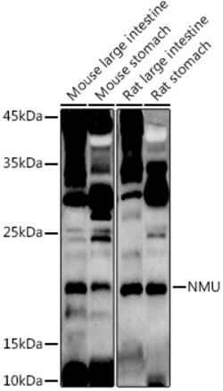 Invitrogen Neuromedin U Polyclonal Antibody 100 &mu;L; Unconjugated:Antibodies,