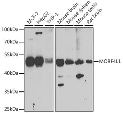 Invitrogen MORF4L1 Polyclonal Antibody 100 &mu;L; Unconjugated:Antibodies,