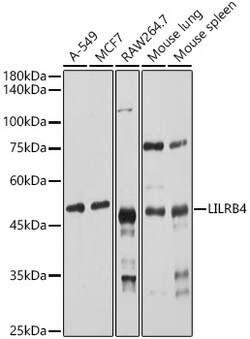Invitrogen CD85k (Gp49b) Polyclonal Antibody 100 &mu;L; Unconjugated:Antibodies,
