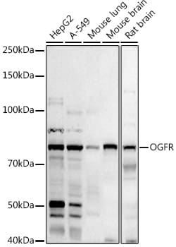 Invitrogen OGFR Polyclonal Antibody 100 &mu;L; Unconjugated:Antibodies,