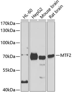 Invitrogen MTF2 Polyclonal Antibody 100 &mu;L; Unconjugated:Antibodies,