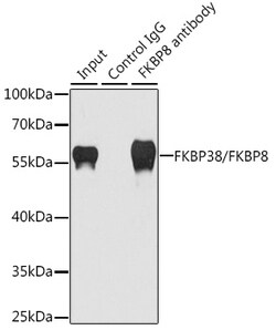 Invitrogen FKBP8 Polyclonal Antibody 100 &mu;L; Unconjugated:Antibodies,