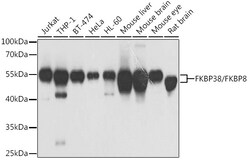 Invitrogen FKBP8 Polyclonal Antibody 100 &mu;L; Unconjugated:Antibodies,