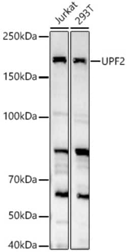 Invitrogen UPF2 Polyclonal Antibody 100 &mu;L; Unconjugated:Antibodies,