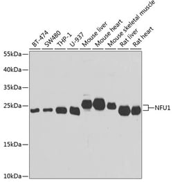 Invitrogen NFU1 Polyclonal Antibody 100 &mu;L; Unconjugated:Antibodies,