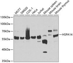 Invitrogen HSPA14 Polyclonal Antibody 100 &mu;L; Unconjugated:Antibodies,