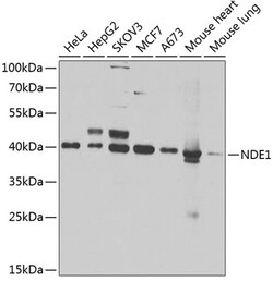 Invitrogen NDE1 Polyclonal Antibody 100 &mu;L; Unconjugated:Anticorps,