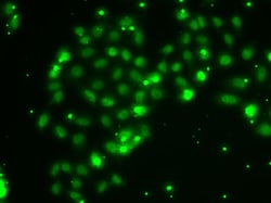 Invitrogen TXNL4B Polyclonal Antibody 100 &mu;L; Unconjugated:Antibodies,