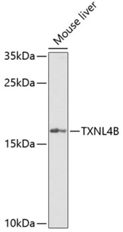 Invitrogen TXNL4B Polyclonal Antibody 100 &mu;L; Unconjugated:Antibodies,