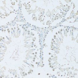 FIP1L1 Polyclonal Antibody:Antibodies, Polyclonal