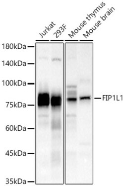 FIP1L1 Polyclonal Antibody:Antibodies, Polyclonal