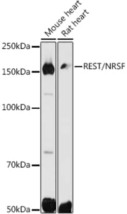 Invitrogen REST Polyclonal Antibody 100 &mu;L; Unconjugated:Antikroppar