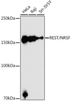 Invitrogen REST Polyclonal Antibody 100 &mu;L; Unconjugated:Antikroppar
