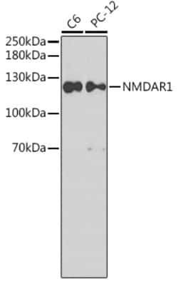 Invitrogen NMDAR1 Polyclonal Antibody 100 &mu;L; Unconjugated:Antibodies,
