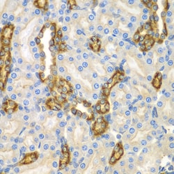 Invitrogen CNPY3 Polyclonal Antibody 100 &mu;L; Unconjugated:Antibodies,