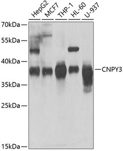 Invitrogen CNPY3 Polyclonal Antibody 100 &mu;L; Unconjugated:Antibodies,