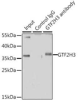 Invitrogen GTF2H3 Polyclonal Antibody 100 &mu;L; Unconjugated:Antibodies,