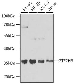 Invitrogen GTF2H3 Polyclonal Antibody 100 &mu;L; Unconjugated:Antibodies,