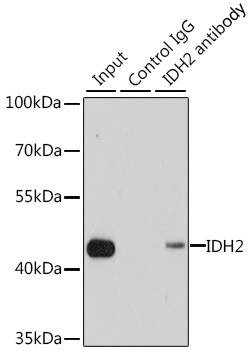 Invitrogen IDH2 Polyclonal Antibody 100 &mu;L; Unconjugated:Antibodies,