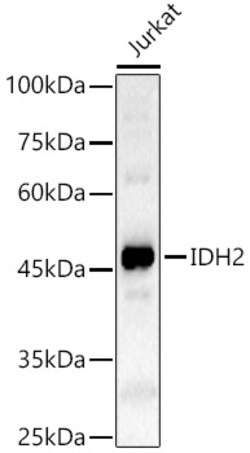 Invitrogen IDH2 Polyclonal Antibody 100 &mu;L; Unconjugated:Antibodies,