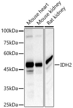 Invitrogen IDH2 Polyclonal Antibody 100 &mu;L; Unconjugated:Antibodies,