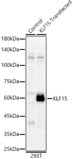 Invitrogen KLF15 Polyclonal Antibody 100 &mu;L | Buy Online | Invitrogen&trade; | Fisher Scientific
