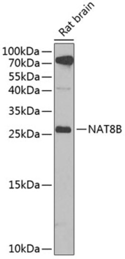 Invitrogen NAT8B Polyclonal Antibody 100 &mu;L; Unconjugated:Antibodies,