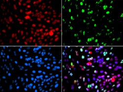 Invitrogen POLD3 Polyclonal Antibody 100 &mu;L; Unconjugated:Antibodies,