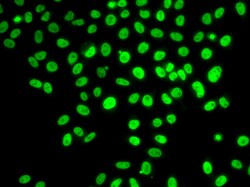 Invitrogen POLD3 Polyclonal Antibody 100 &mu;L; Unconjugated:Antibodies,