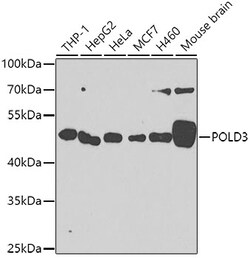 Invitrogen POLD3 Polyclonal Antibody 100 &mu;L; Unconjugated:Antibodies,