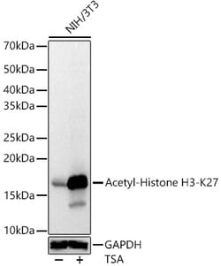 Invitrogen H3K27ac Polyclonal Antibody 100 &mu;L; Unconjugated:Antibodies,