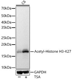 Invitrogen H3K27ac Polyclonal Antibody 100 &mu;L; Unconjugated:Antibodies,