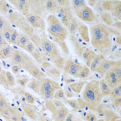 Invitrogen Flavin reductase Polyclonal Antibody 100 &mu;L; Unconjugated:Antibodies,
