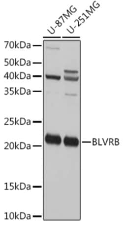Invitrogen Flavin reductase Polyclonal Antibody 100 &mu;L; Unconjugated:Antibodies,