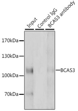 Invitrogen BCAS3 Polyclonal Antibody 100 &mu;L | Buy Online | Invitrogen&trade; | Fisher Scientific