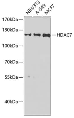 Invitrogen HDAC7 Polyclonal Antibody 100 &mu;L; Unconjugated:Antibodies,