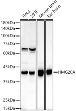 Invitrogen HMG20A Polyclonal Antibody 100 &mu;L; Unconjugated:Antibodies,