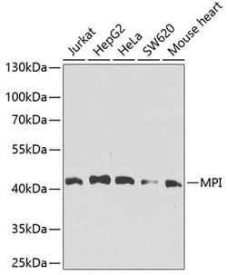 Invitrogen MPI Polyclonal Antibody 100 &mu;L; Unconjugated:Antibodies,
