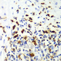 Invitrogen CAPG Polyclonal Antibody 100 &mu;L; Unconjugated:Antibodies,