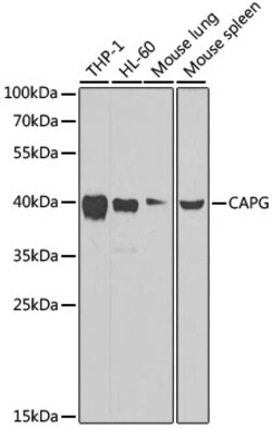 Invitrogen CAPG Polyclonal Antibody 100 &mu;L; Unconjugated:Antibodies,